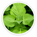 Perilla Leaf Extract