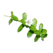 Bacopa Monnieri Extract