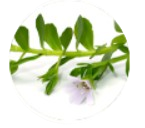 Bacopa -Monnieri