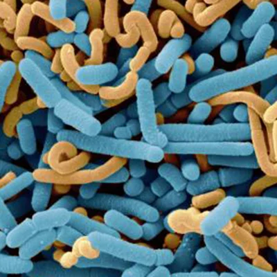 Dentpure - Lactobacillus Paracasei