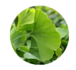 Ginkgo Biloba