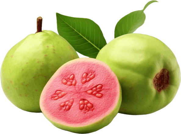 Guava Fruit
