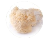 Lion's Mane Mushroom